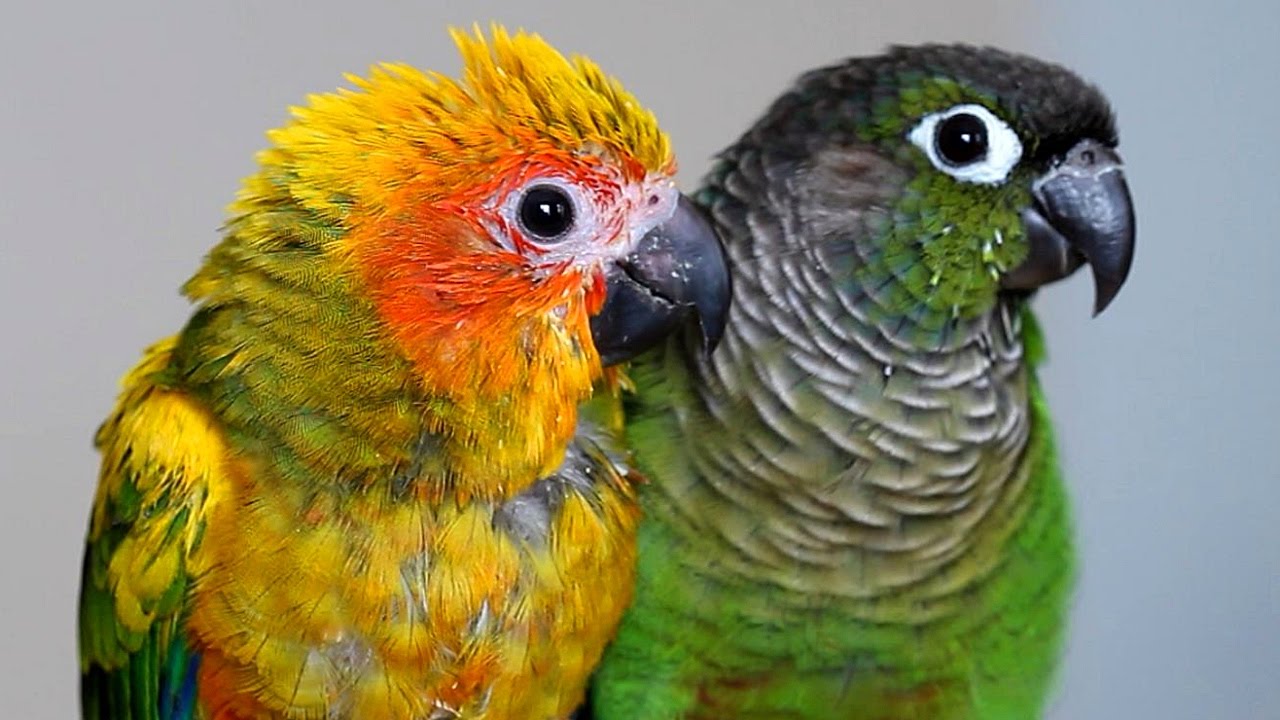 Cute Baby Sun Conure Being Preened By A Green Cheeked Conure Parrots Youtube,Fried Dumplings