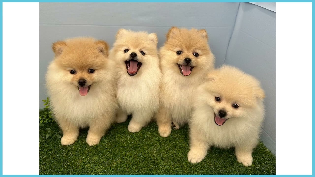 ポメラニアンの子犬（オス♂） 青森店｜ペットショップCoo＆RIKU