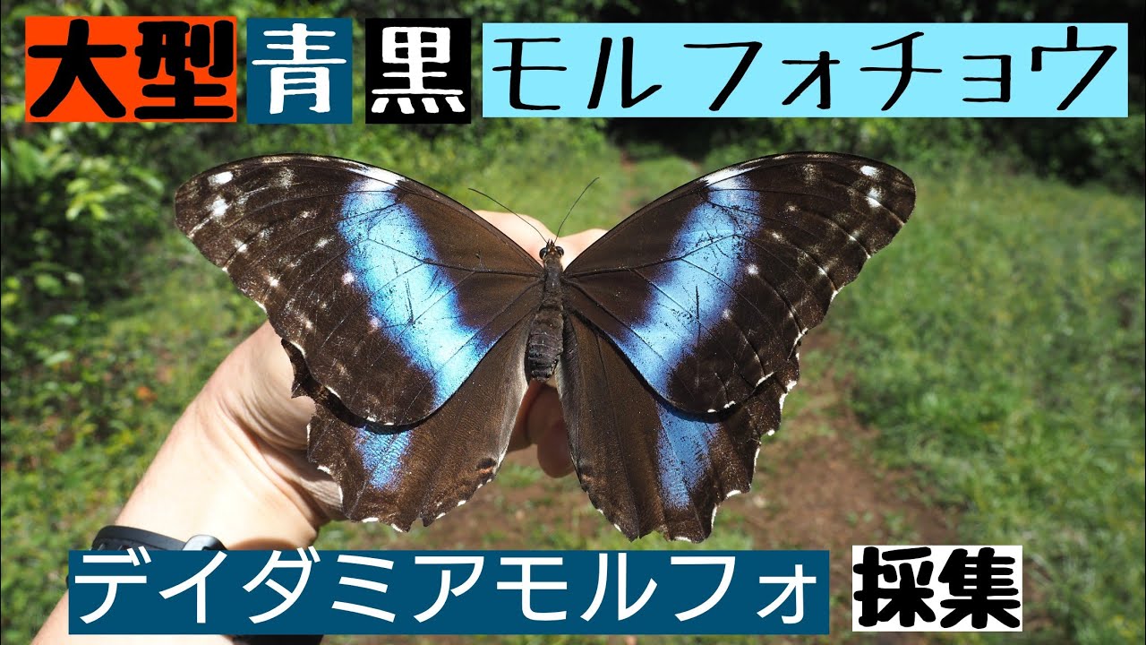 海外採集】大型青黒モルフォチョウ、デイダミアモルフォの採集(Morpho