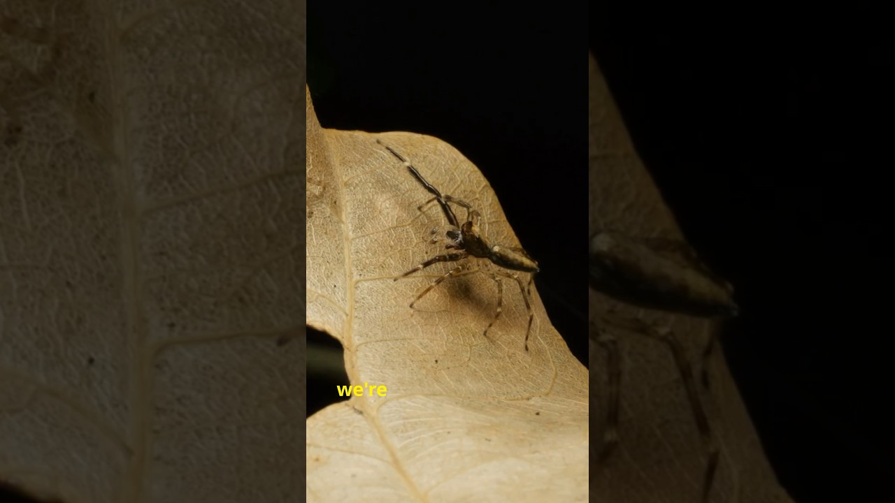 Most dangerous insects in the world! # 