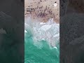 Shark lingers in waters near washed-up whale carcass