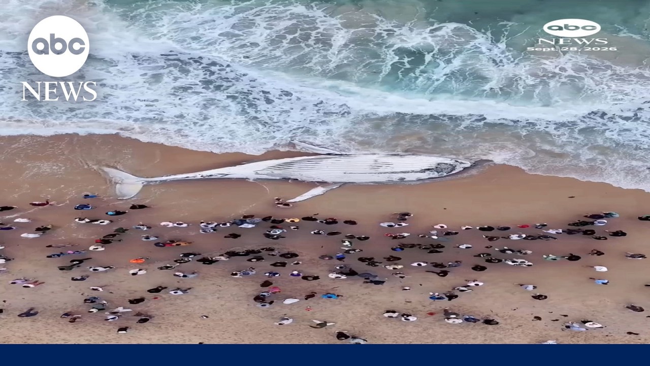 Shark lingers in waters near washed-up whale carcass | National