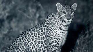 Leopards & Humans: Ancient Balanced Relationship | Leopards: An Unnatural History | BBC Earth Wealth