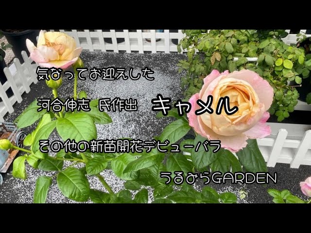 バラの品種紹介】 新苗開花 キャメル リアンローズ - YouTube