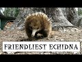 Friendliest echidna