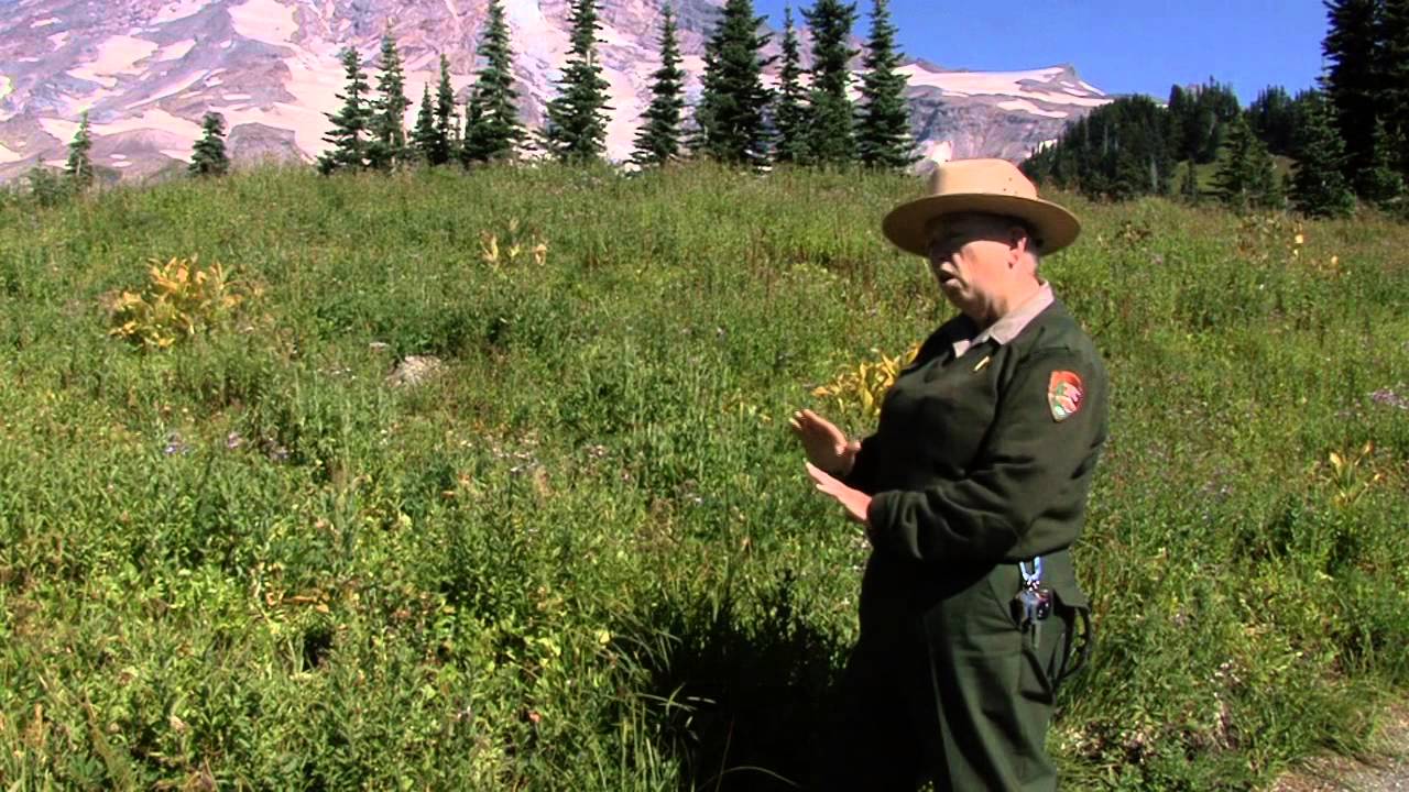 Ranger Brief: Paradise Meadows in Fall