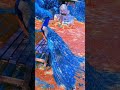 Le Paon Grand Oiseau Avec Des Plumages Incroyables Paon Oiseaux Le Paon Grand Oiseau Avec Des Plumages Incroyables Paon Oiseaux