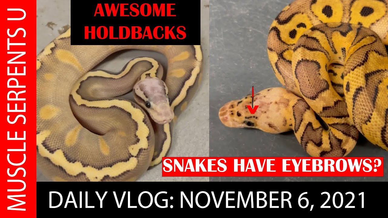 Snake Holdbacks HOLDBACK SNAKES 2021! PLUS, AMAZING OPPORTUNITIES! 11-06-21 - YouTube