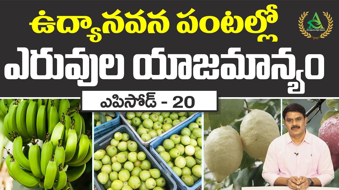 ఎపిసోడ్ 20_ ఉద్యానవన పంటల్లో ఎరువుల యాజమాన్య పద్ధతులు | Annapurna agri space | Agriculture in telugu