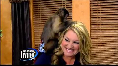 Hang with a monkey at the Animal World and Snake Farm