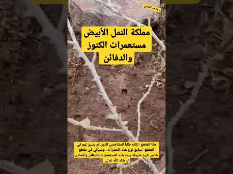 مستعمرات النمل الأبيض وعلاقتها بالكنوز والدفائن ومواقع تواجد المعادن