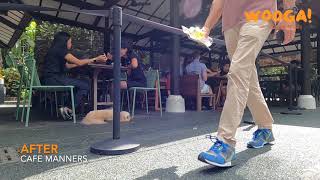 𝟏𝟒 𝐃𝐚𝐲𝐬 𝐁𝐨𝐚𝐫𝐝 𝐓𝐫𝐚𝐢𝐧 𝐉𝐮𝐧𝐢𝐨𝐫, 𝐂𝐚𝐯𝐚𝐩𝐨𝐨, 𝟏.𝟓 𝐲𝐞𝐚𝐫𝐬 𝐨𝐥𝐝