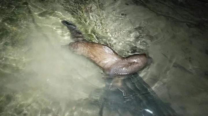 Buck Mink Caught in Pocket Set. PA water trapping
