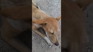 🌿 “सकारात्मक सोच ही सफलता की पहली सीढ़ी है।”.  #streetdog #butifyoucloseyoureyes #indiansong#desidog