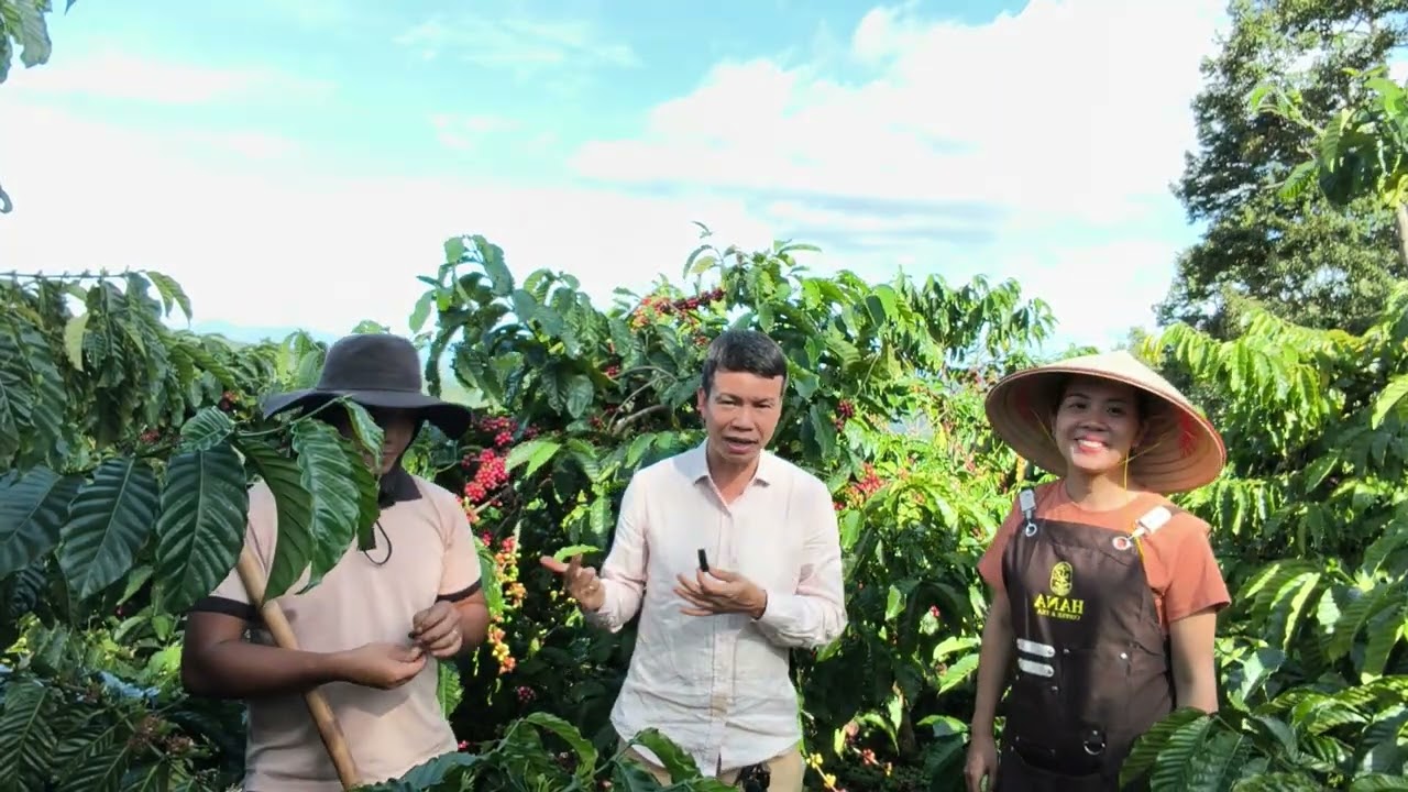 GIỚI THIỆU GIỐNG CÀ PHÊ ROBUSTA SẺ THUẦN CHỦNG – DI SẢN TỪ HƠN 60 NĂM TRƯỚC