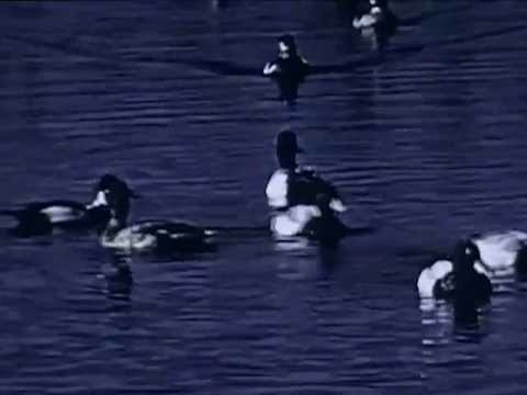 Unseen Footage: Migration Map Ducks In Action