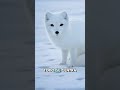 El origen de los sentidos 🐺