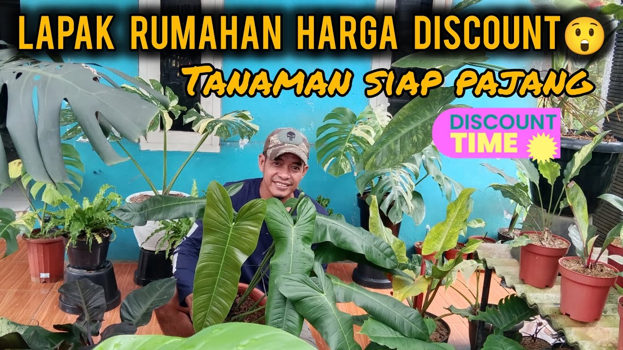 LAPAK RUMAHAN HARGA DISCOUNT😲TANAMAN SIAP PANJANG