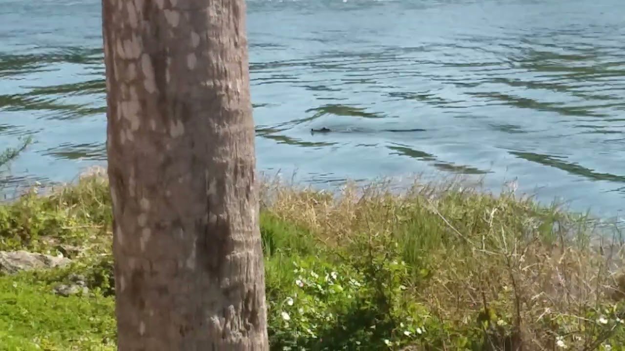 Relaxing with a "friend" at Grantham Point near downtown Mt Dora FL