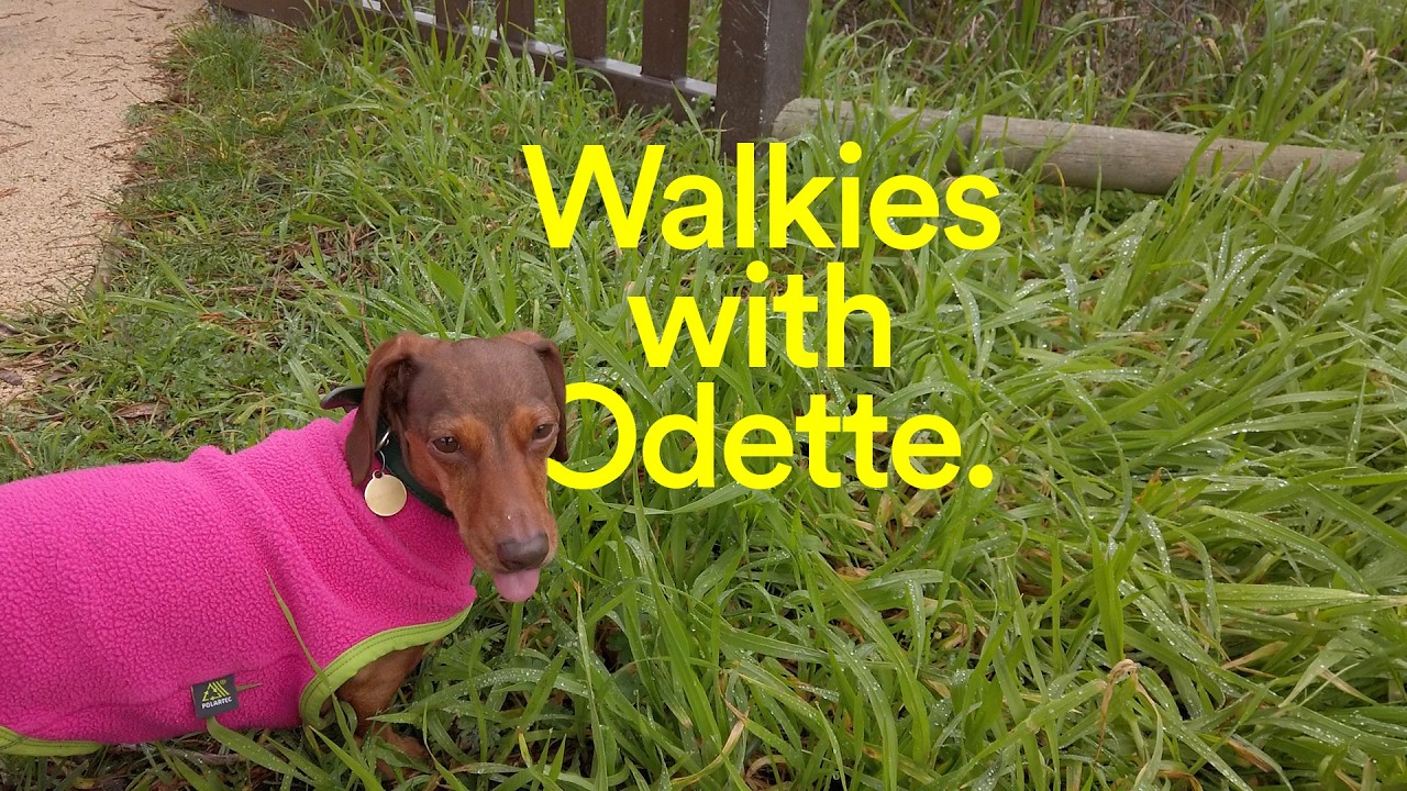 Walkies with Odette the mini dachshund