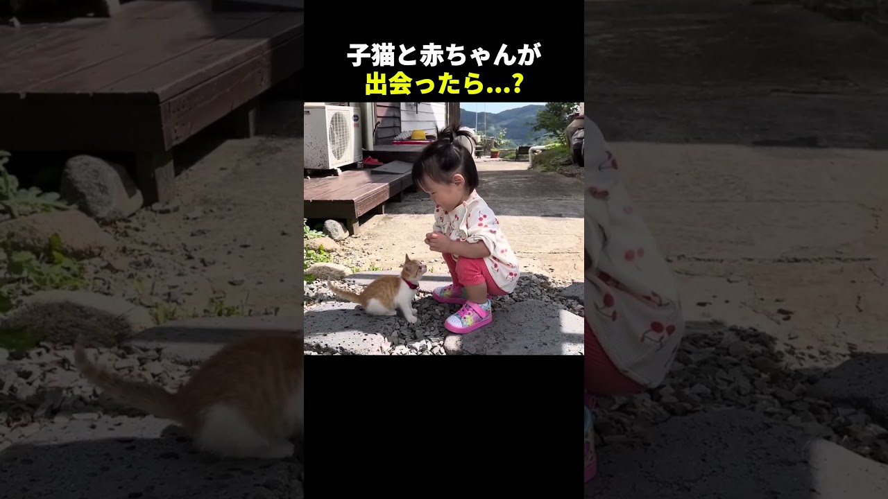 赤ちゃんと子猫の初めての出会い