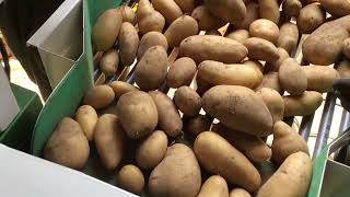 Potato Washing Machine B-120DAF