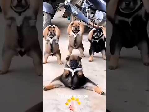 الكلب اللولو الكلب الكيوت مضحك الكلب الجميل الكلب اللطيف 