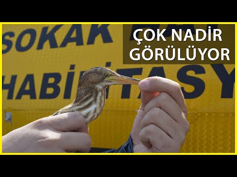 Nesli Tükenme Tehlikesi Altında; Vatandaşlar Yaralı Halde Buldu