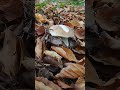 Білі гриби #ліс #карпати #білі #гриби #mushroom #nature #relax #shorts