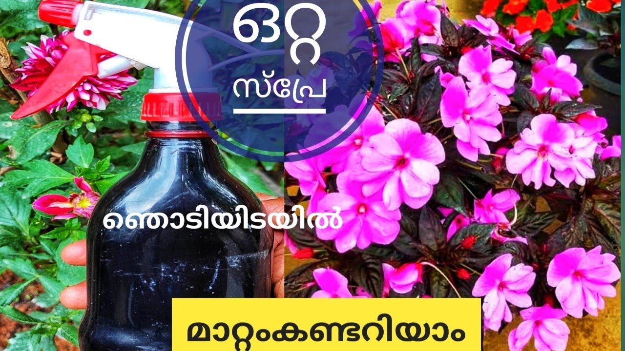 ഒറ്റ സ്പ്രേയിൽ മാറ്റം നിങ്ങളെ അത്ഭുതപ്പെടുത്തും | Liquid Fertilizer For Garden