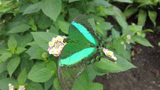 Vlindertuin In Grevenmacher, Luxemburg