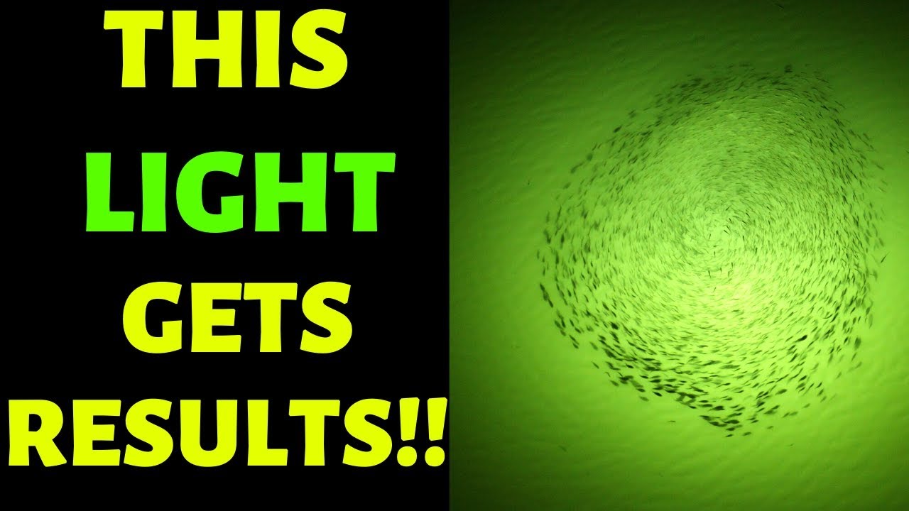 Our Underwater Green Fishing Light In Action! The Green Blob Fishing