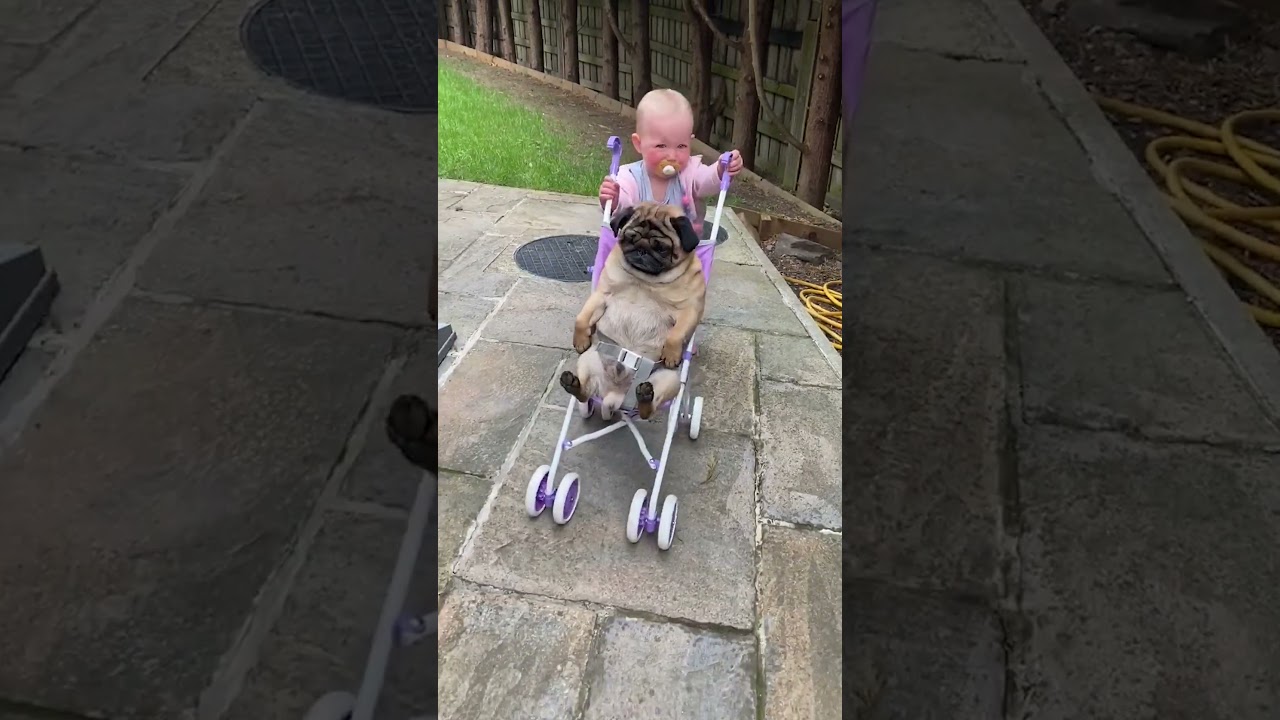 Funny Little Girl Takes Her Pug On A Stroll! 😂