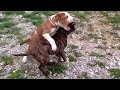 Pitbull Puppies Fight