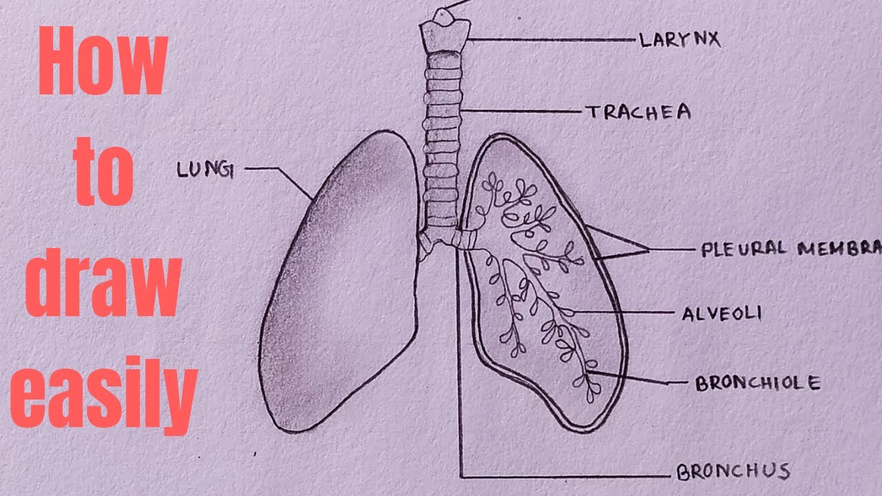 Premium Vector  Human lungs with trachea and bronchi hand drawn cartoon  simple vector illustration