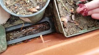 Over Wintering Japanese Maples - Success!