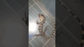 Taming water monitor lizards from small || java salvator