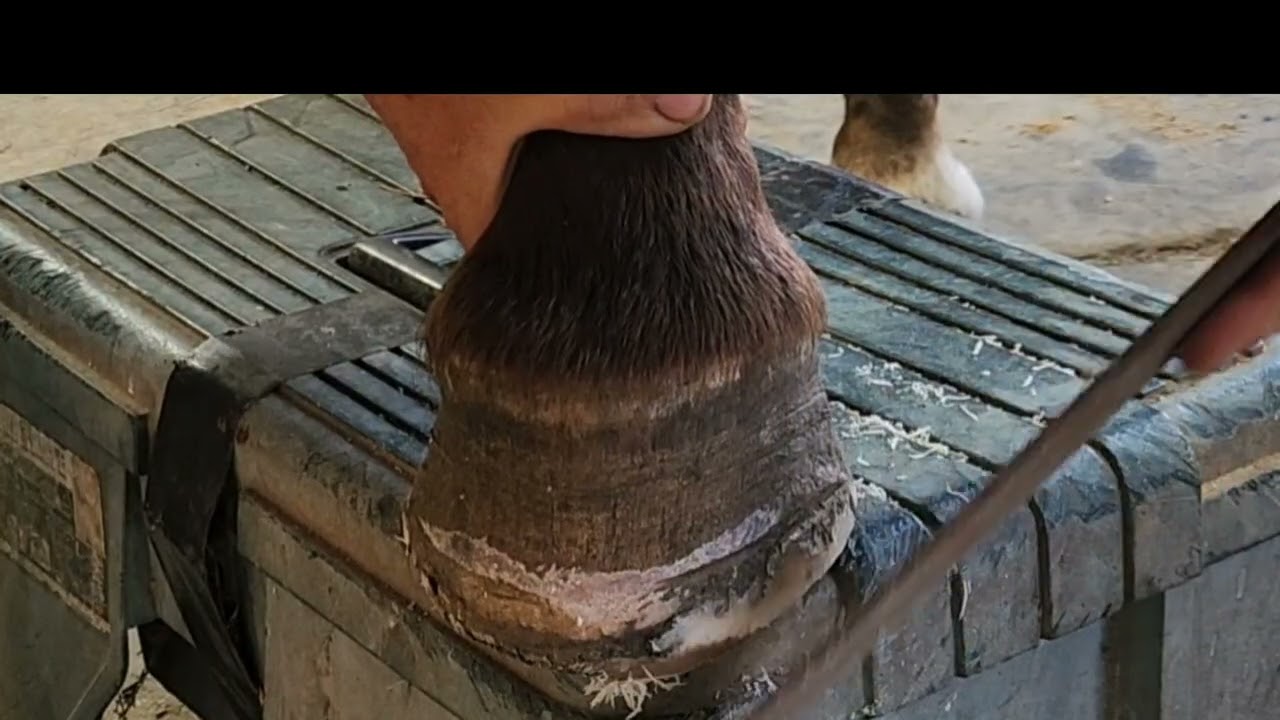 Terrible horses hoof separation not found anywhere Sonny Part 2