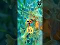 The Leafy Sea Dragon #animals #facts #shorts 🐉🐚