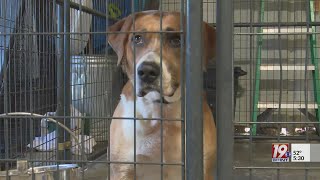 Marshall County Animal Shelter Facing Adoption Crisis | April 23, 2023 | WHNT News 19 at 5:30 p.m.