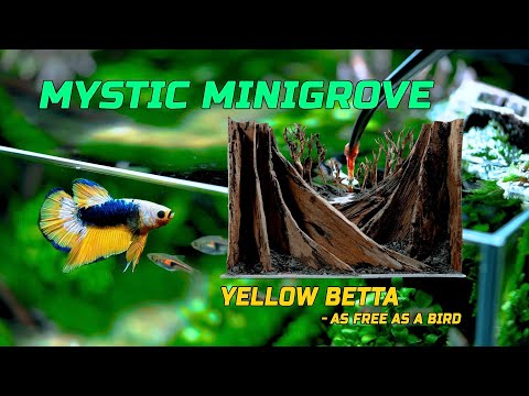Betta Fish Tank Set up- Non CO2, Tutorial Aquarium Forest  Step by Step, 10-Gallon Setup Beginer