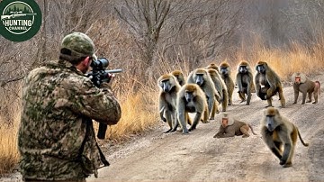 156 Videos 4K of Baboon Hunting– How African Farmers Fight Back Against Millions of Invasive Baboons