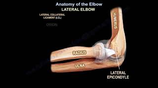 Anatomy of the Elbow - Everything You Need To Know - Dr. Nabil Ebraheim