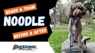 Spanish Water Dog, 3 y/o, 'Noodle' | Best Spanish Water Dog Obedience Training Spokane