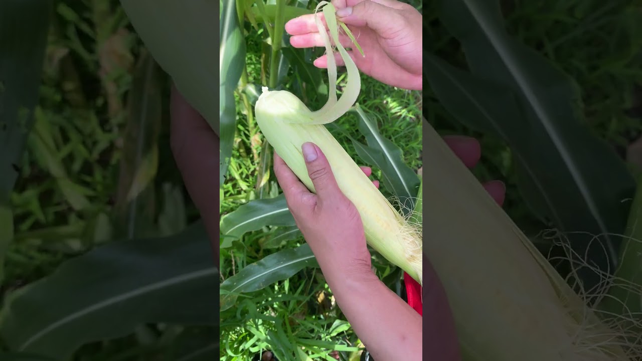 Satisfying Corn Shedding ASMR | Nature’s Crunchy Layers 