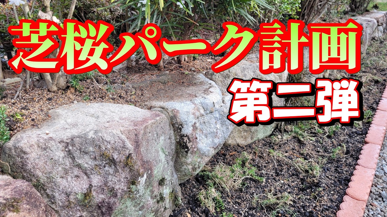 挿し芽で育てた芝桜を植えてみた！将来は芝桜パークや