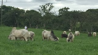 Sementales Brahman de Registro en Pasto Mulato II en Acayucan, Veracruz, Mexico