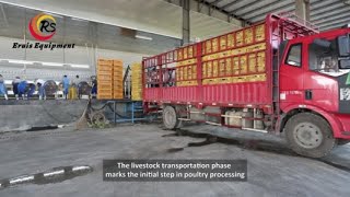 Streamlining Livestock Transportation in Poultry Processing