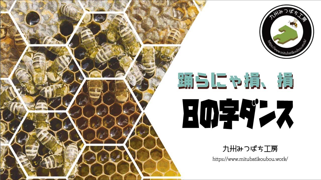 The figure-eight dance of honeybees [Beekeeping with Japanese