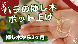 バラの挿し木のポット上げ/挿し木から2ヶ月